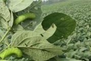 黑料吃瓜网apk普通安装 